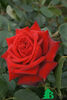 Rose Pride of England