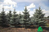 Picea pungens "Fat Albert"