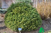 Picea abies Brabant