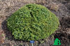 Picea abies Little Gem