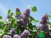 Сирень обыкновенная "Максимович" (Syringa vulgaris Maximowirz)