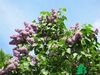 Сирень обыкновенная "Президент Пуанкаре" (Syringa vulgaris President Poincare)