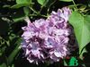 Сирень обыкновенная "Президент Пуанкаре" (Syringa vulgaris President Poincare)