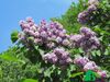 Сирень обыкновенная "Президент Пуанкаре" (Syringa vulgaris President Poincare)