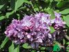 Сирень обыкновенная "Президент Пуанкаре" (Syringa vulgaris President Poincare)