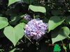 Сирень обыкновенная "Ами Шотт" (Syringa vulgaris Ami Schott)