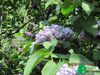 Сирень обыкновенная "Ами Шотт" (Syringa vulgaris Ami Schott)