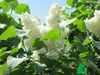 Сирень обыкновенная "Примрозе" (Syringa vulgaris Primrose)