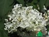Сирень обыкновенная "Примрозе" (Syringa vulgaris Primrose)