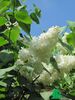 Сирень обыкновенная "Примрозе" (Syringa vulgaris Primrose)