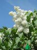 Сирень обыкновенная "Моник Лемуан" (Syringa vulgaris Monique)