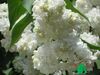 Сирень обыкновенная "Моник Лемуан" (Syringa vulgaris Monique)