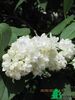 Сирень обыкновенная "Моник Лемуан" (Syringa vulgaris Monique)