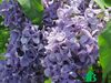 Сирень обыкновенная "Капитан Гастелло"  (Syringa vulgaris Kapitan Gastello)