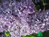 Сирень обыкновенная "Капитан Гастелло"  (Syringa vulgaris Kapitan Gastello)