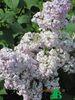 Сирень обыкновенная "Гортензия" (Syringa vulgaris Gortenziya)