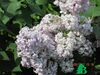 Сирень обыкновенная "Гортензия" (Syringa vulgaris Gortenziya)