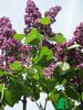 Сирень обыкновенная "Красная Москва" (Syringa vulgaris Krasnaja Moskva)