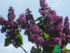 Сирень обыкновенная "Красная Москва" (Syringa vulgaris Krasnaja Moskva)