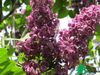 Сирень обыкновенная "Красная Москва" (Syringa vulgaris Krasnaja Moskva)