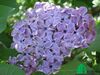 Сирень обыкновенная "Сумерки" (Syringa vulgaris Sumerki)