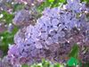 Сирень обыкновенная "Сумерки" (Syringa vulgaris Sumerki)