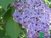 Сирень обыкновенная "Сумерки" (Syringa vulgaris Sumerki)