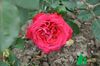 Rose Fulgurante