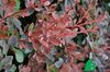 Berberis thunbergii Red Carpet