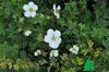 Лапчатка кустарниковая "Абботсвуд" (Potentilla fruticosa Abbotswood)